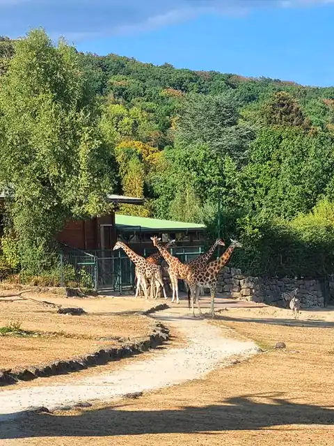 Учебно-тренировочные сборы в Германии (Königstein) - Zoo